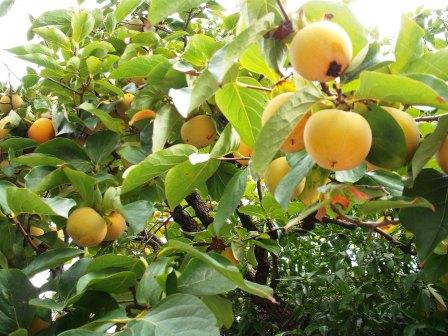 frische Khaki - Mhhhh